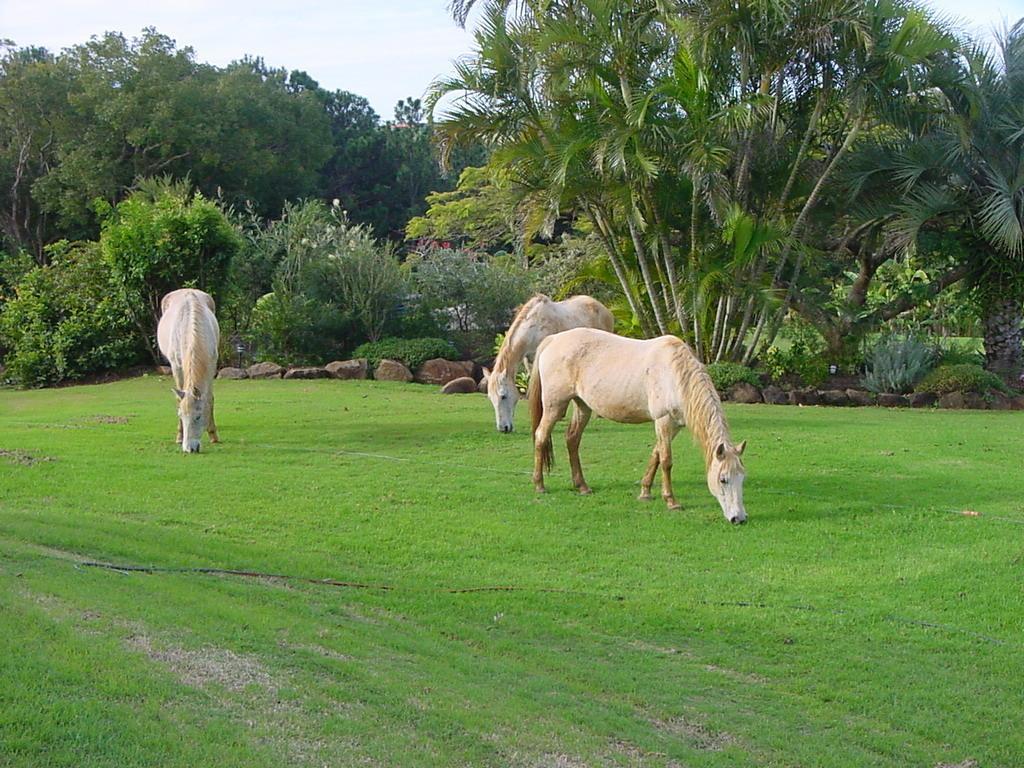 Pensjonat Tropical Coast Retreat - Pet Friendly - Adult Only Kingscliff Zewnętrze zdjęcie